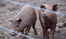 Ők még nem tudják, hogy mangalica pörkölt lesz a menü