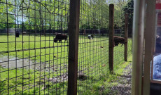 Bölények látványa a kisvasútról Bölények látványa a kisvasútról
