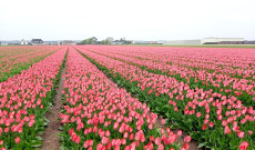 Holland tulipánföld
