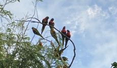 Rainbow lorikeet