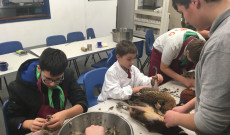 Fácán kopasztás Fácán kopasztás