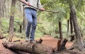 Segítséget nyújt a cserkész túrabot az egyensúlyozásban cserkész, ausztráliai magyar cserkészek, túra, Melbourne-i magyarok, portya, erdő