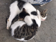 Isztambul macskái