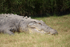 Cserkészvezetői Hétvége - Reptile Park