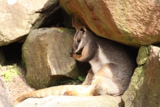 Cserkészvezetői Hétvége - Reptile Park