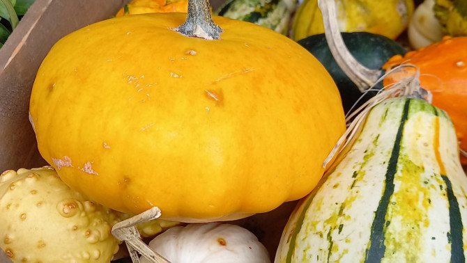 Őszi elfoglaltság a tökfaragás Őszi elfoglaltság a tökfaragás