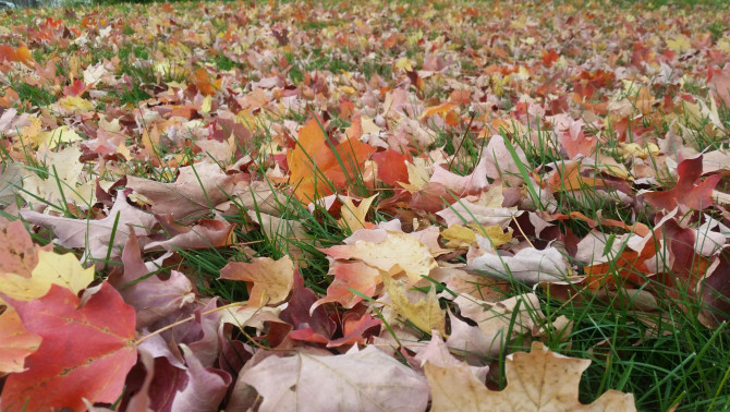1956-ra emlékezve 1956-ra emlékezve